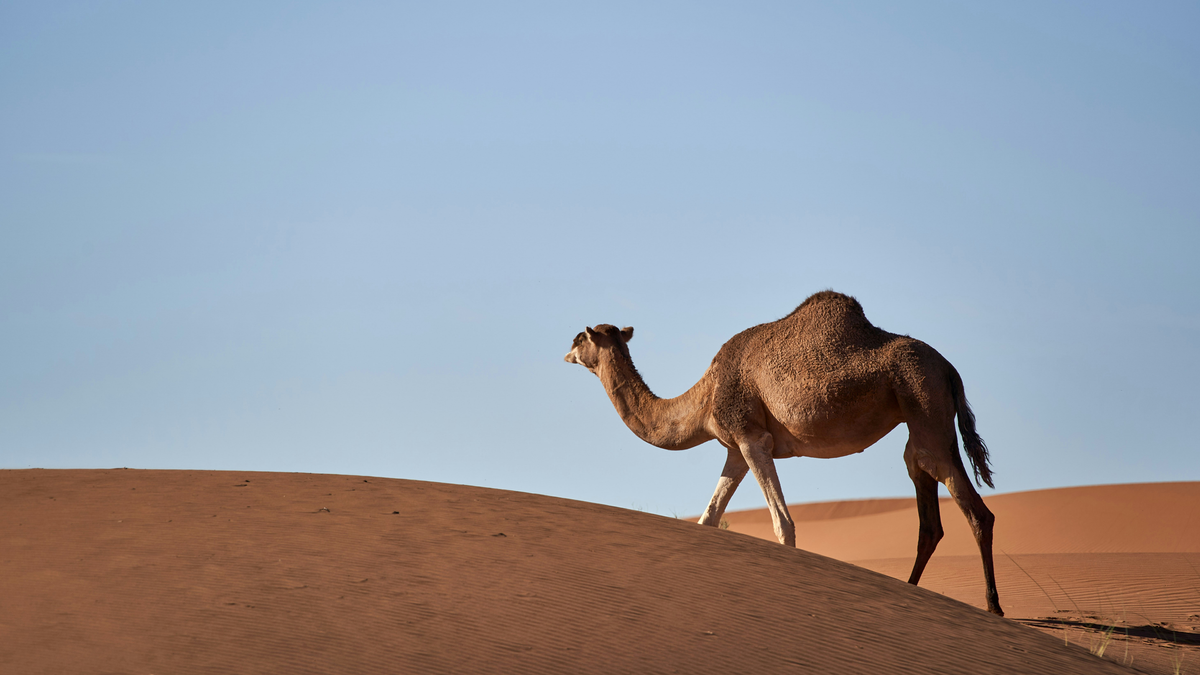 What Walking in the Desert Really Teaches You Post feature image